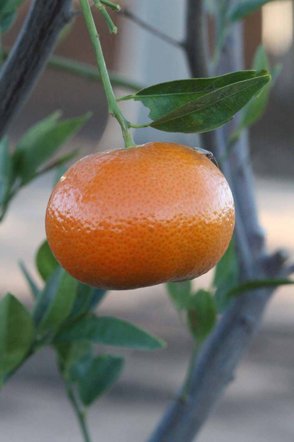            Fruit (Riverside, CA)   